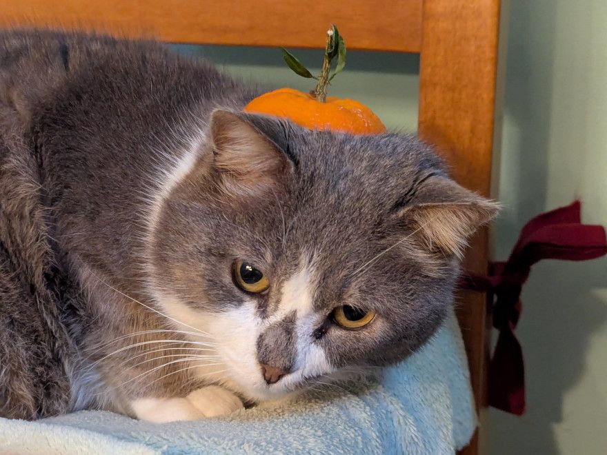 Picture of my cat: Pallina